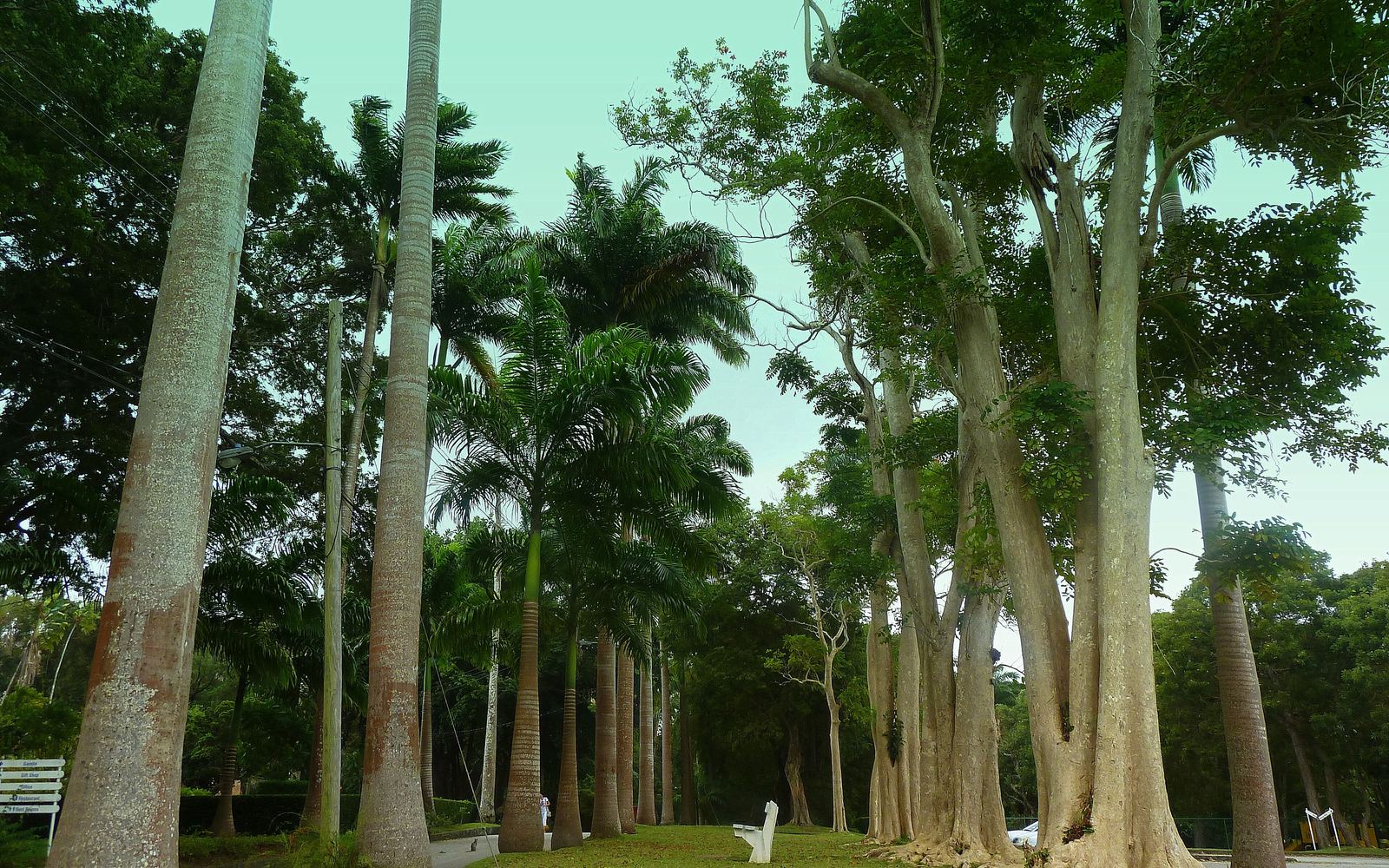 Royal Westmoreland