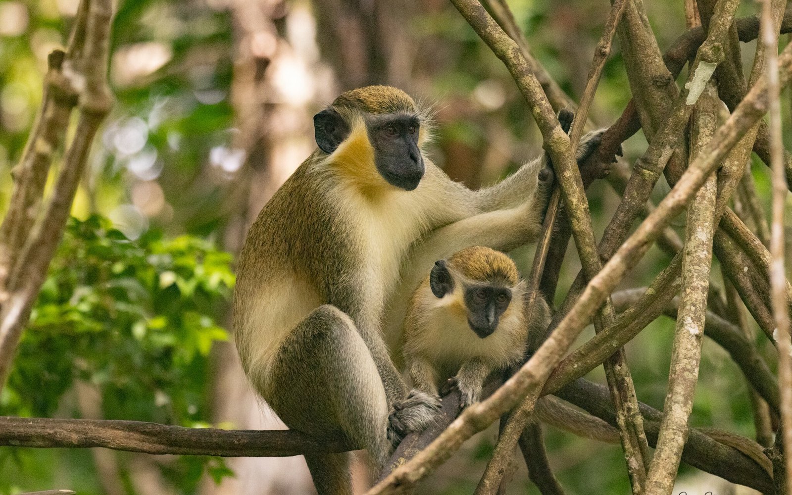 Barbados Wildlife Reserve