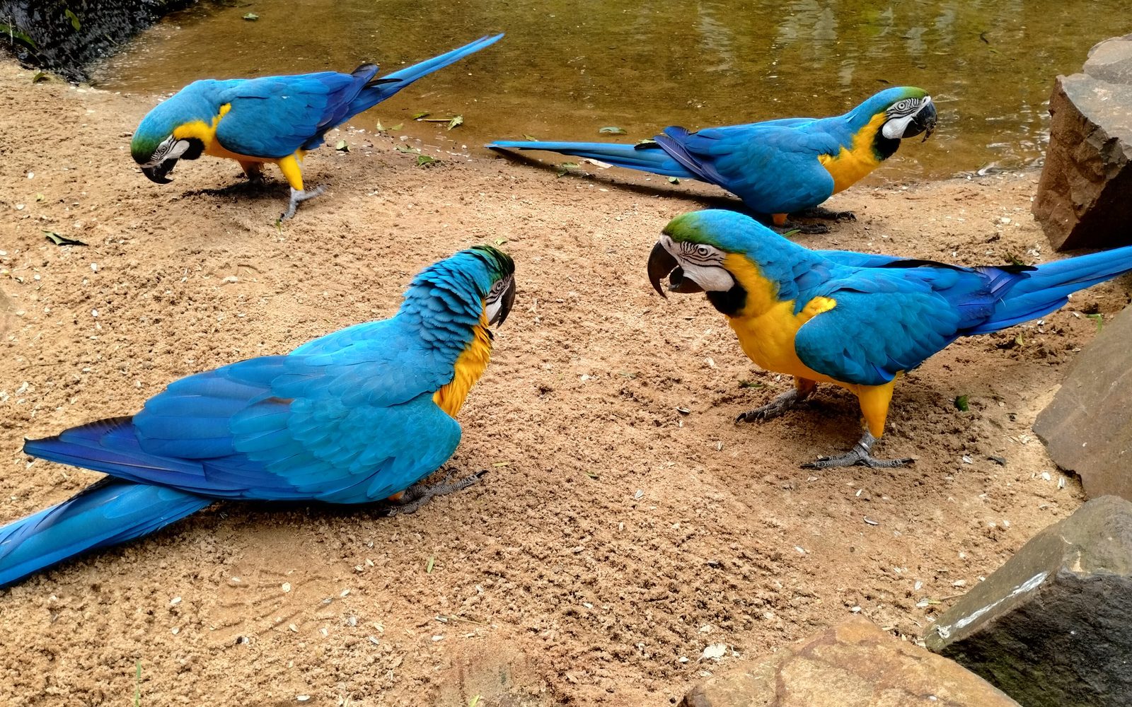 Parque das Aves