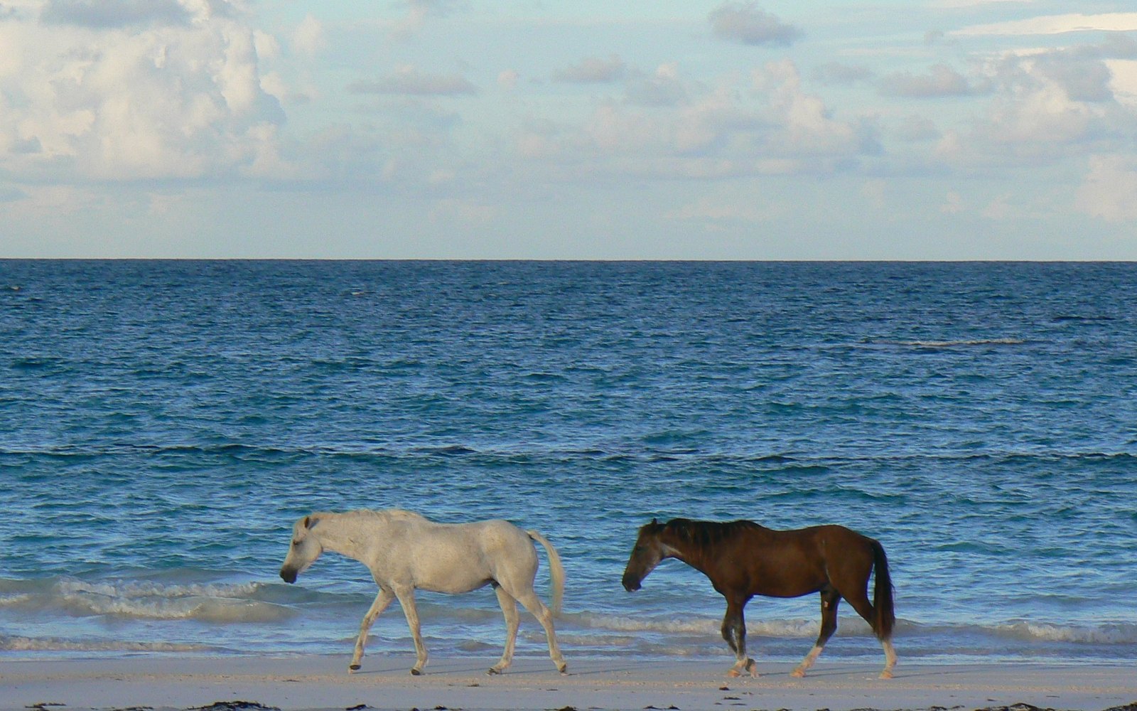 Sea Siren, Pink Sands Beach