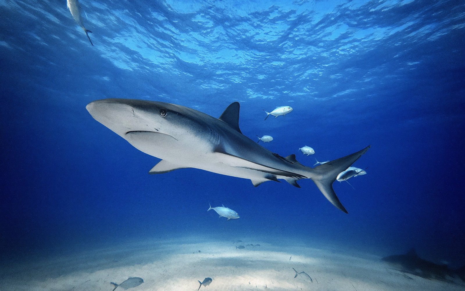 Stuart Cove's Dive & Snorkel Bahamas