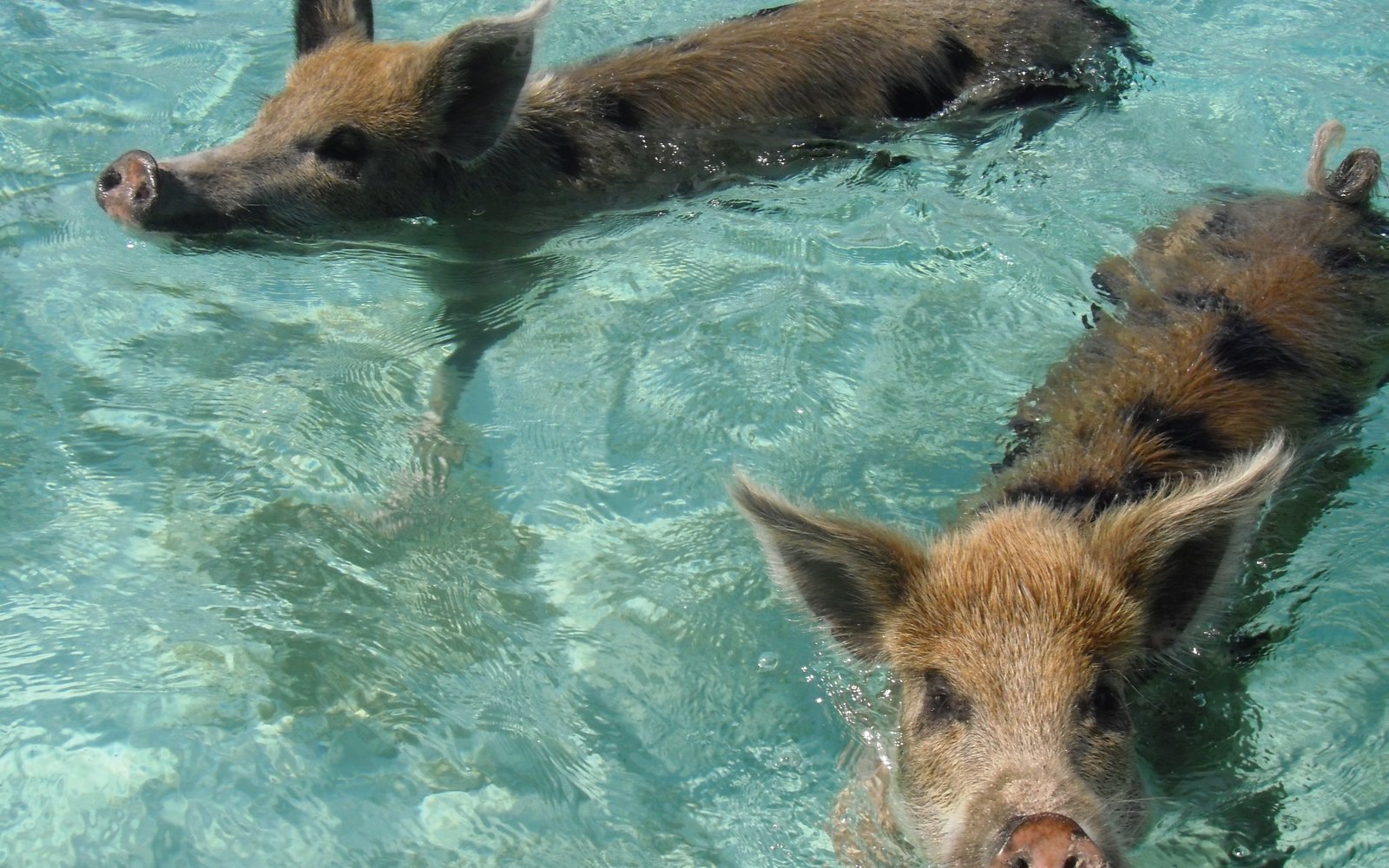 Exuma Water Sports – Swimming Pigs Tours