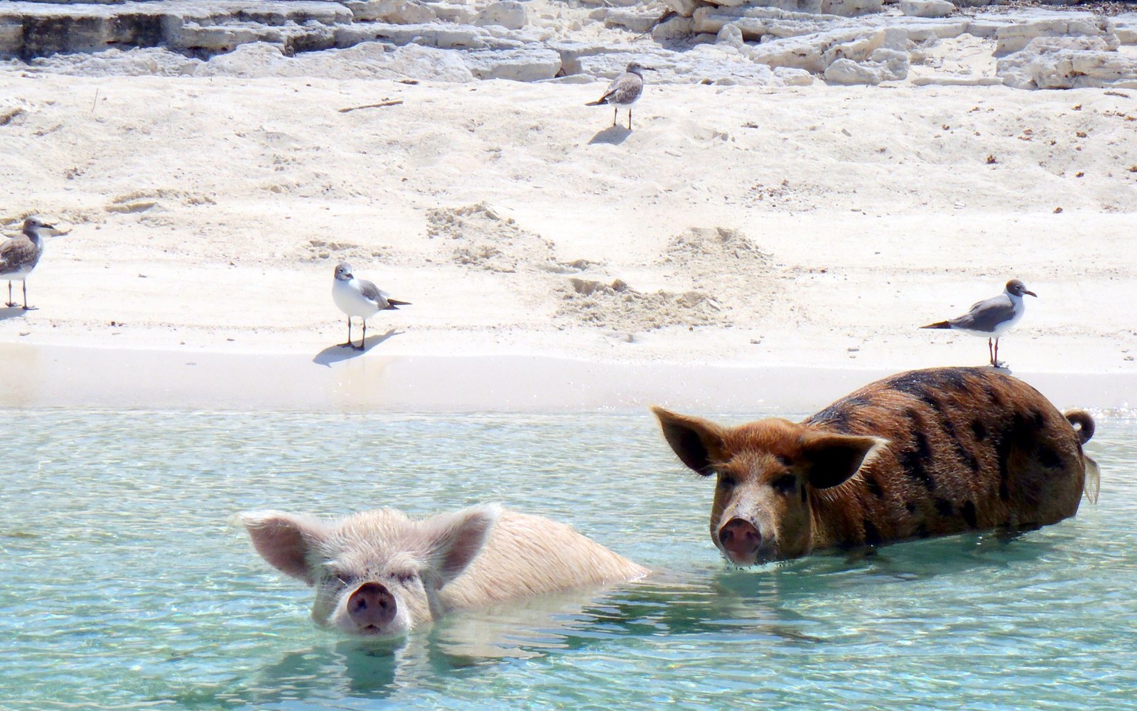 Staniel Cay Adventures