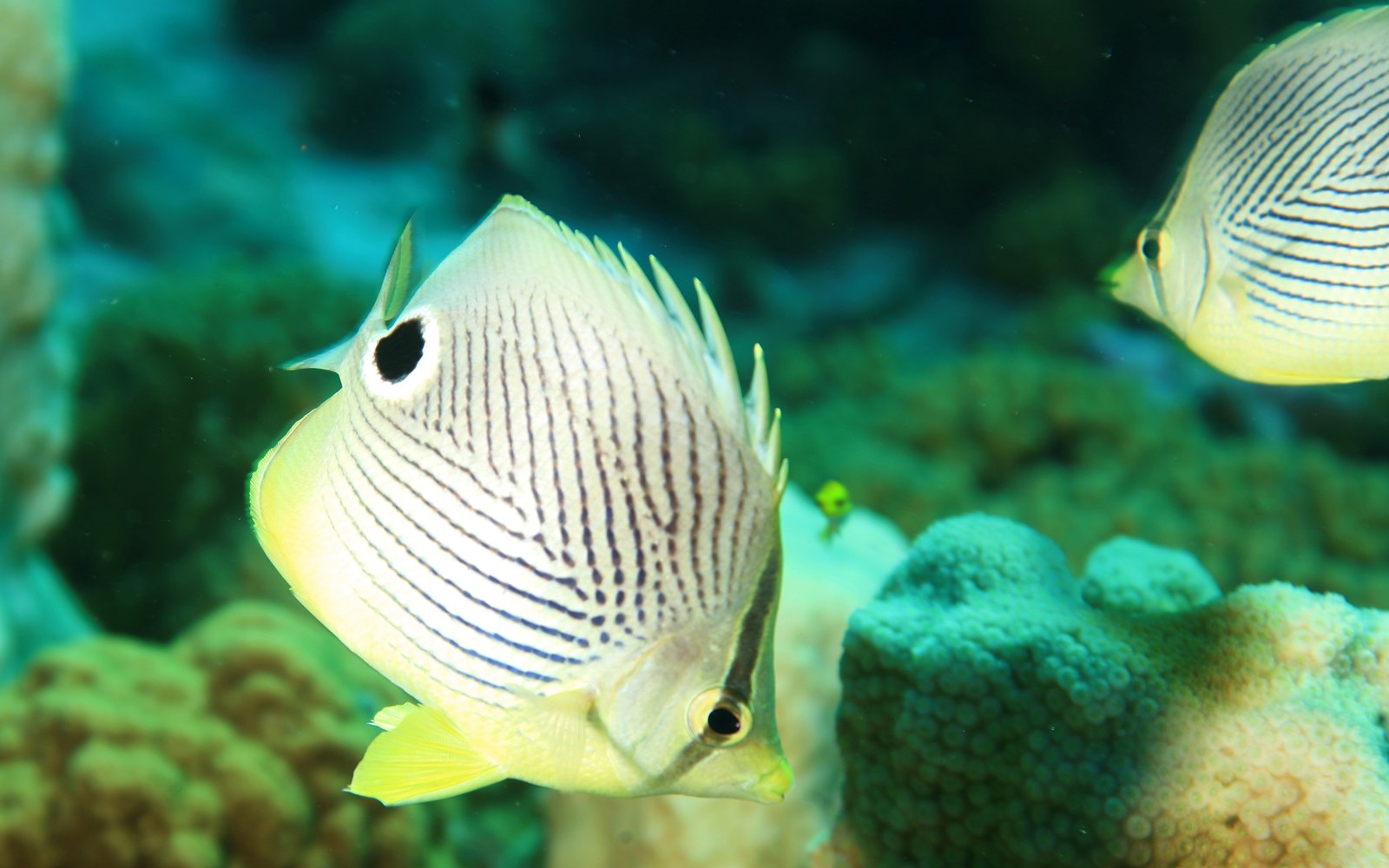 Curaçao Sea Aquarium