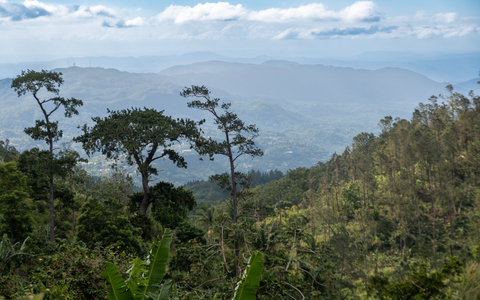Blue Mountains Coffee Tour (Jamaica Cultural Tours)