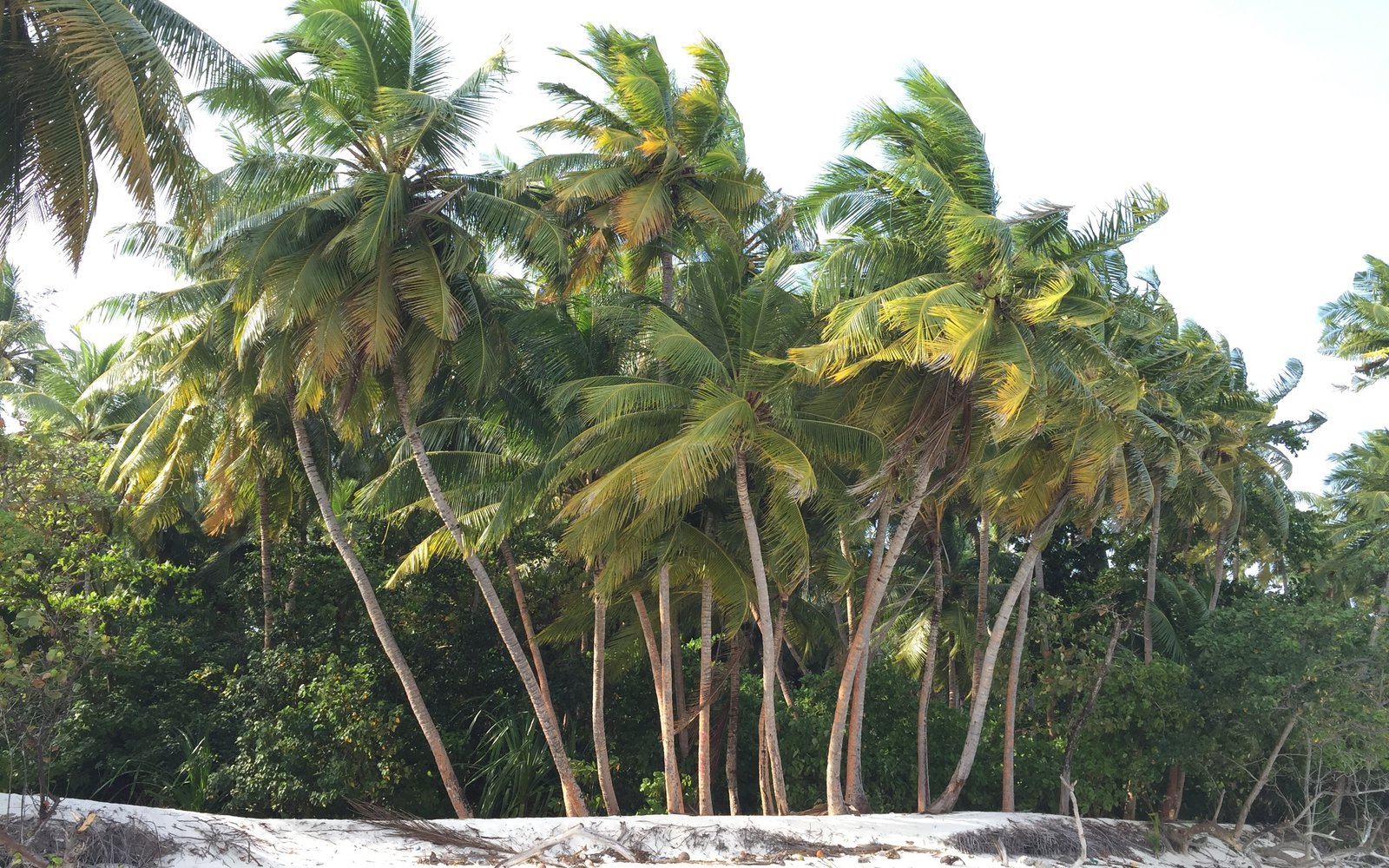 The Reef Beach Resort (formerly Wyndham Reef Resort)