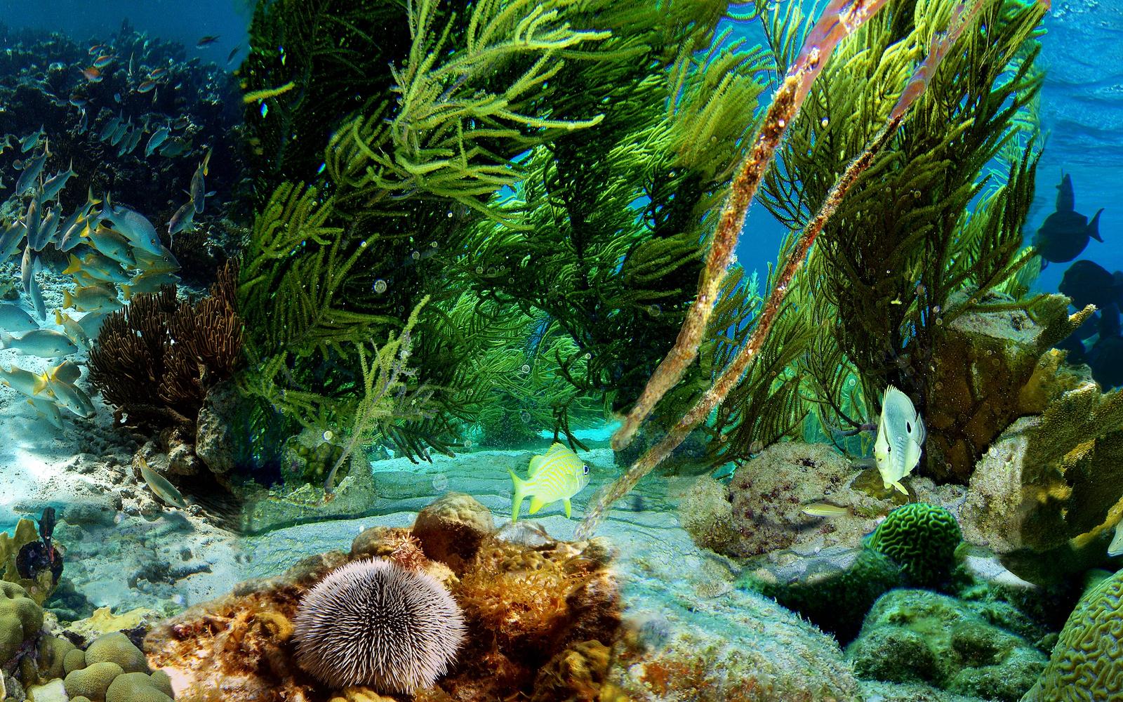 Compass Point Dive Resort
