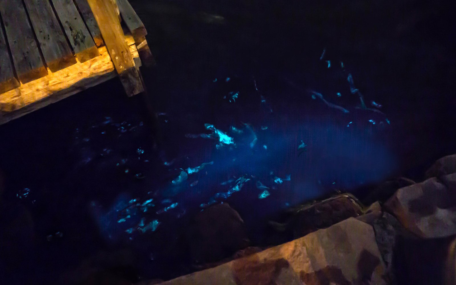 Cayman Kayaks – Bioluminescent Bay Tour