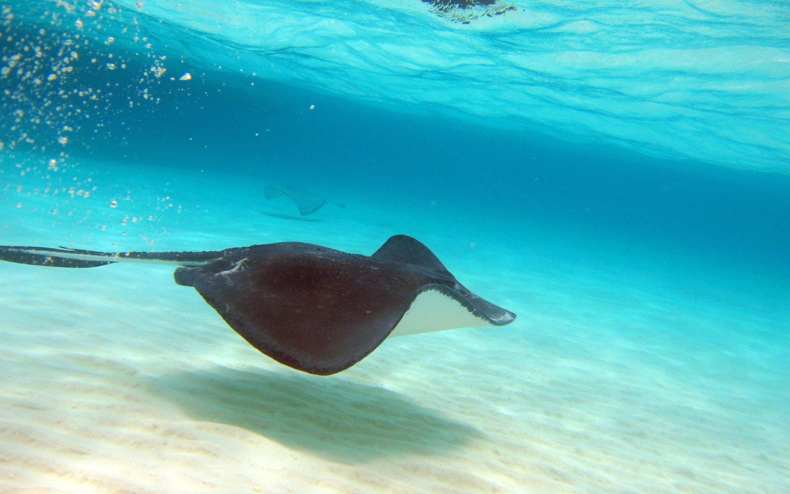 Captain Marvin's – Stingray City & Snorkel Tours