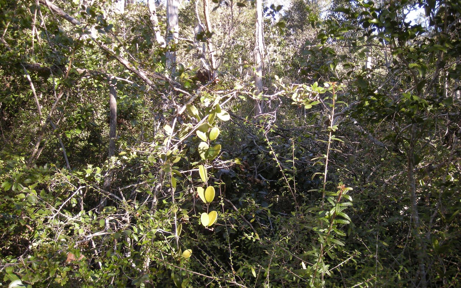 Mastic Trail (National Trust for the Cayman Islands)