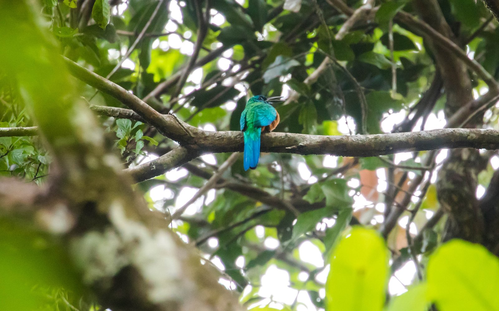 Panama Rainforest Discovery Center