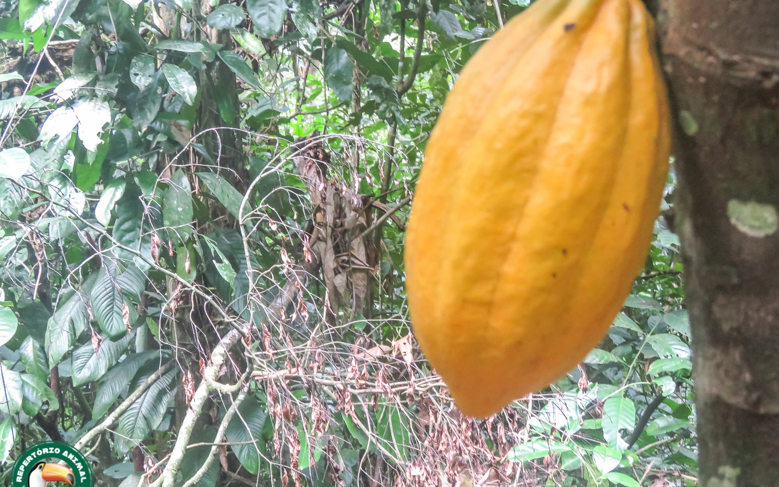 Fond Doux Eco Resort