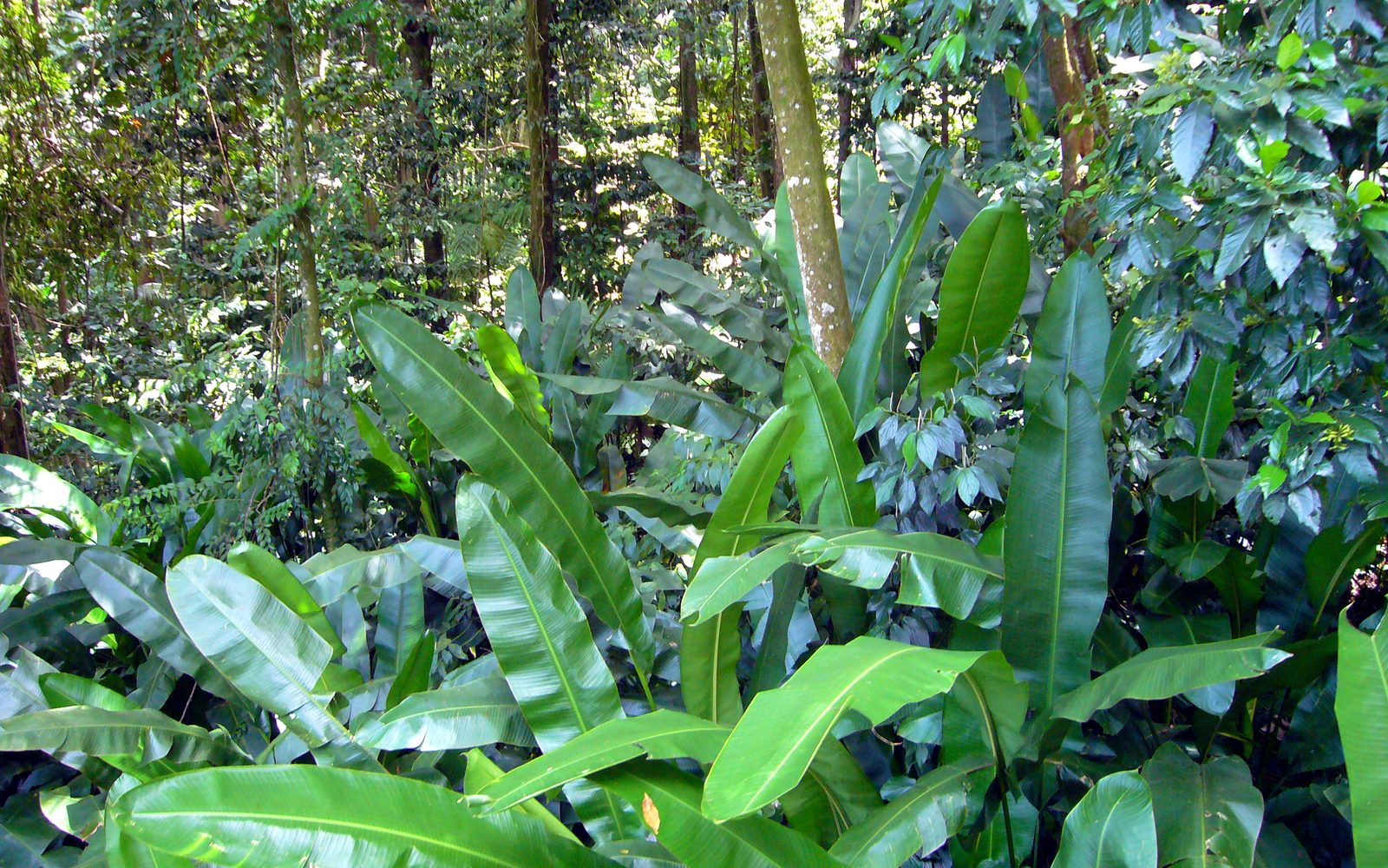 Rainforest Adventures St. Lucia