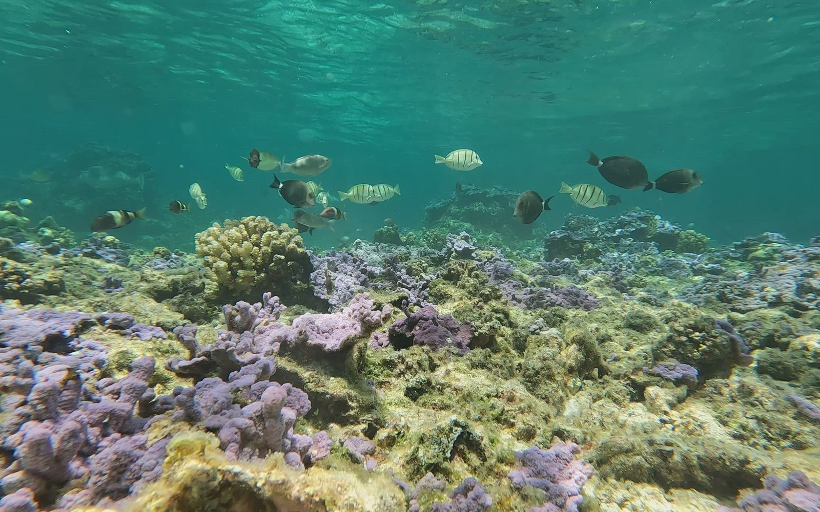 Dive Sint Maarten