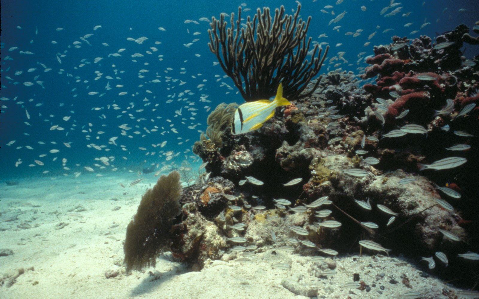Coral Gardens on Grace Bay