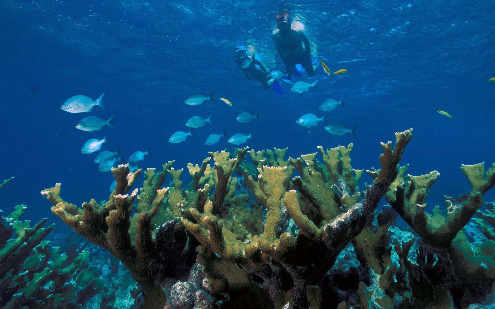 Blue Water Divers