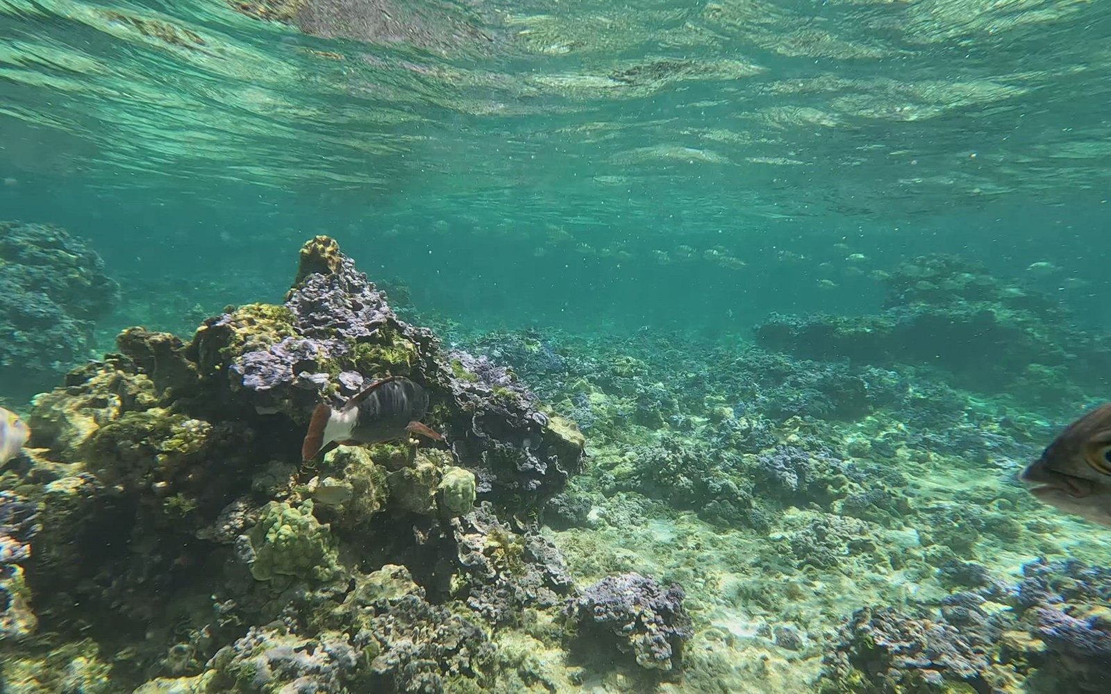 Dive Bequia