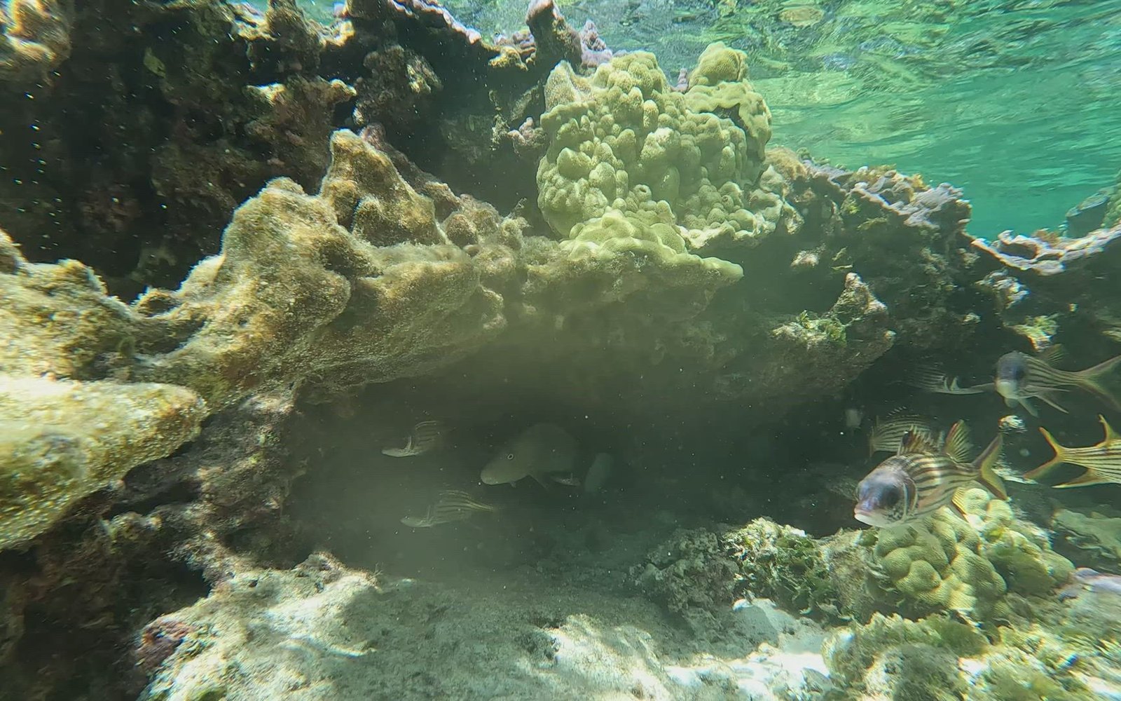 Bequia Dive Adventures